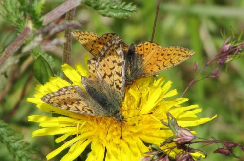 Réf. 195 258 : Boloria sp.